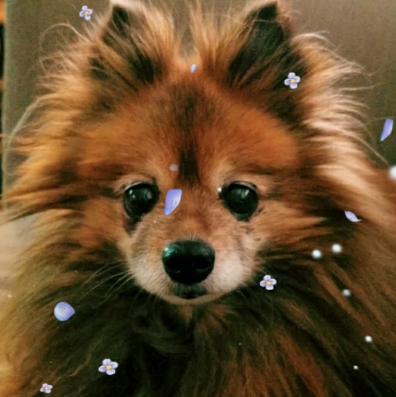 Meet your Posher, Victoria - Picture 1 of 1